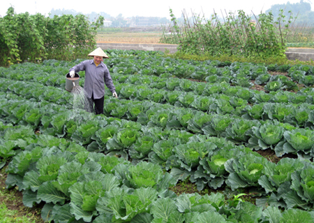 Rau các loại cho giá trị thu nhập cao trong vụ Đông.